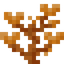 Cup Coral