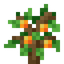 Orange Sapling