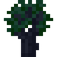 Mahogany Sapling