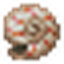 Nautilus Shell