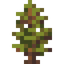 Small Fir