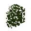 Acacia Hedge