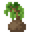 Palm Sapling