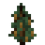 Pinenut Sapling