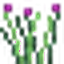 Chives