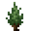 Cypress Sapling