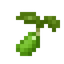 Lettuce Seed