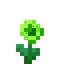 Agricarnation Petite