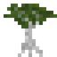 White Mangrove Sapling