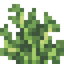 Wild Lettuce