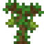 Vanillabean Sapling