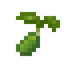 Bellpepper Seed