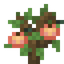 Peach Sapling