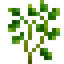 Cilantro