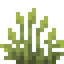 Tall Melic Grass