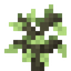 Skyroot Sapling