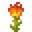 Burning Blossom
