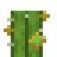 Aura Cactus