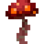 Button Crimson Fungus