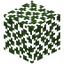 Birch Leaves