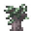 Myrtle Ebony Sapling