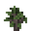 Yew Sapling