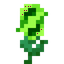 Agricarnation