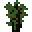 Almond Sapling