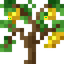 Lemon Sapling