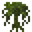 Willow Sapling