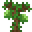 Lime Sapling