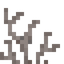 Dead Golden Coral Fan