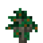 Soursop Sapling