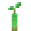Mangrove Propagule