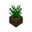 Plant In Pot