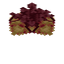 Witch Hazel Blossom