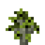 Elderberry Sapling