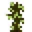 Yellow Meranti Sapling