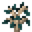 Elm Sapling
