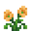 Alpine Poppy