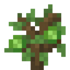Chestnut Sapling
