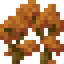 Orange Maple Shrub