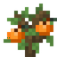 Orange Sapling