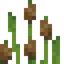 Cattail