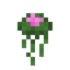 Giant Lily Pad Seedling
