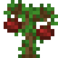 Pomegranate Sapling