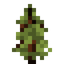 Bull Pine Sapling