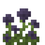 Nightshade Bush