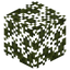 Pine Leaves