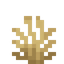 Tall Oat Grass